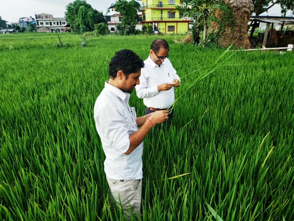 गरिमा धान लगाएका किसानले क्षतिपूर्तिका लागि मुद्दा लड्नुपर्ने