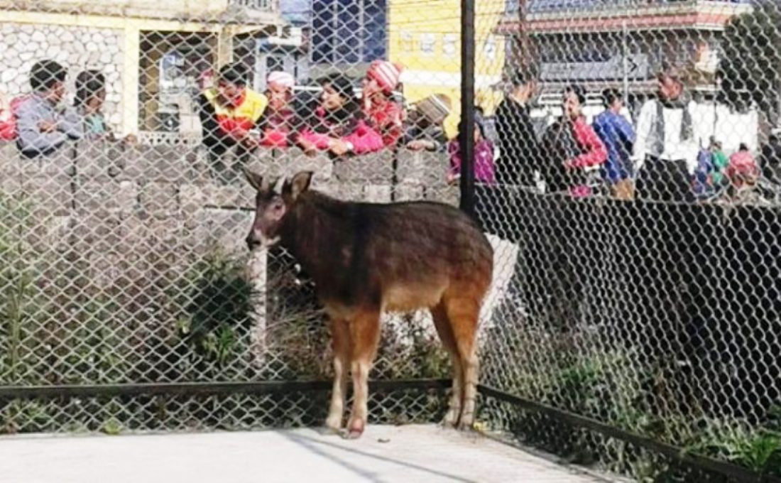 पोखरामा ‘घोरल’ भेटियो