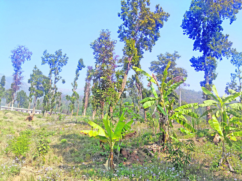 १३ वर्षदेखि विद्यालयको १० बिघा जग्गा कब्जा