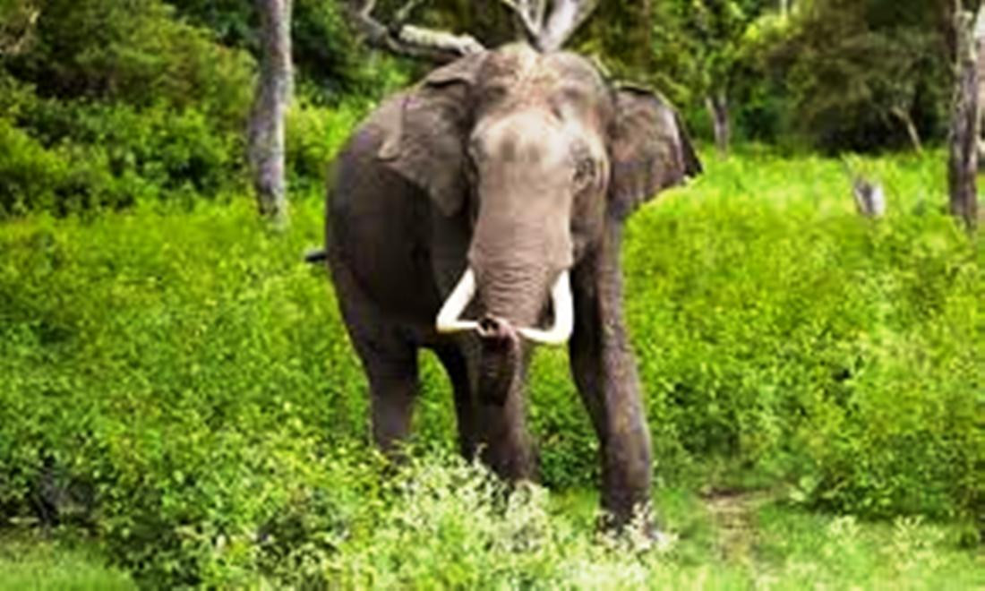 हात्तीको आक्रमणबाट २ जना घाइते