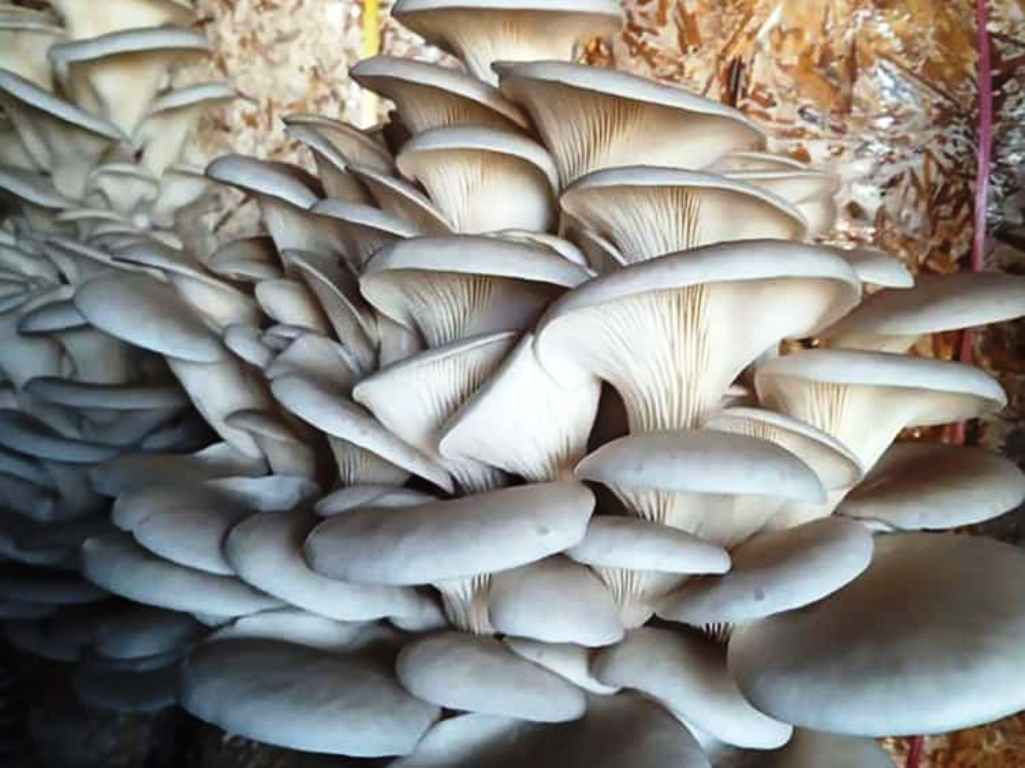 दैलेखमा च्याउले धान्यो तरकारीको अभाव