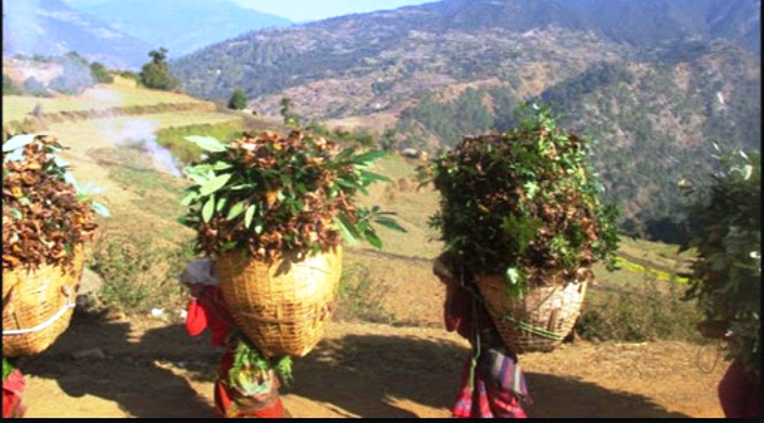 लकडाउनका बेला दाउरा र स्याउला लिन निकुञ्ज छिरेपछि