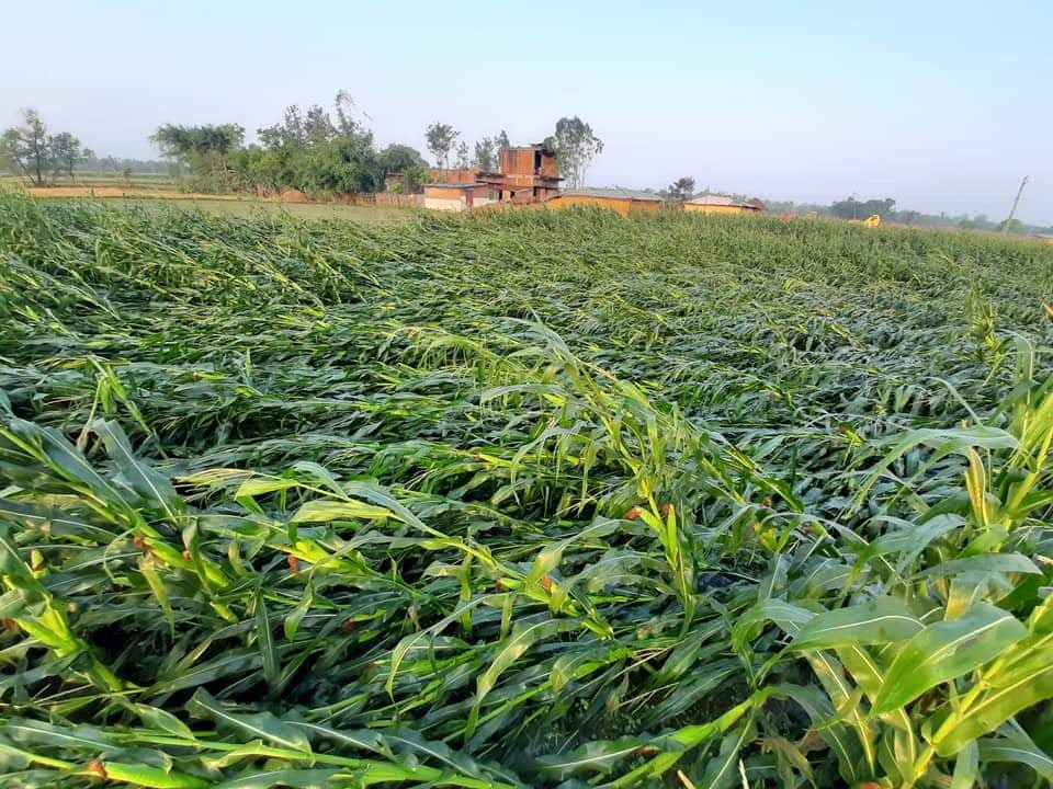 कोरोना त्रासकाबीच रौतहटमा हावाहुरी र असिना, हिउँदे बाली नष्ट