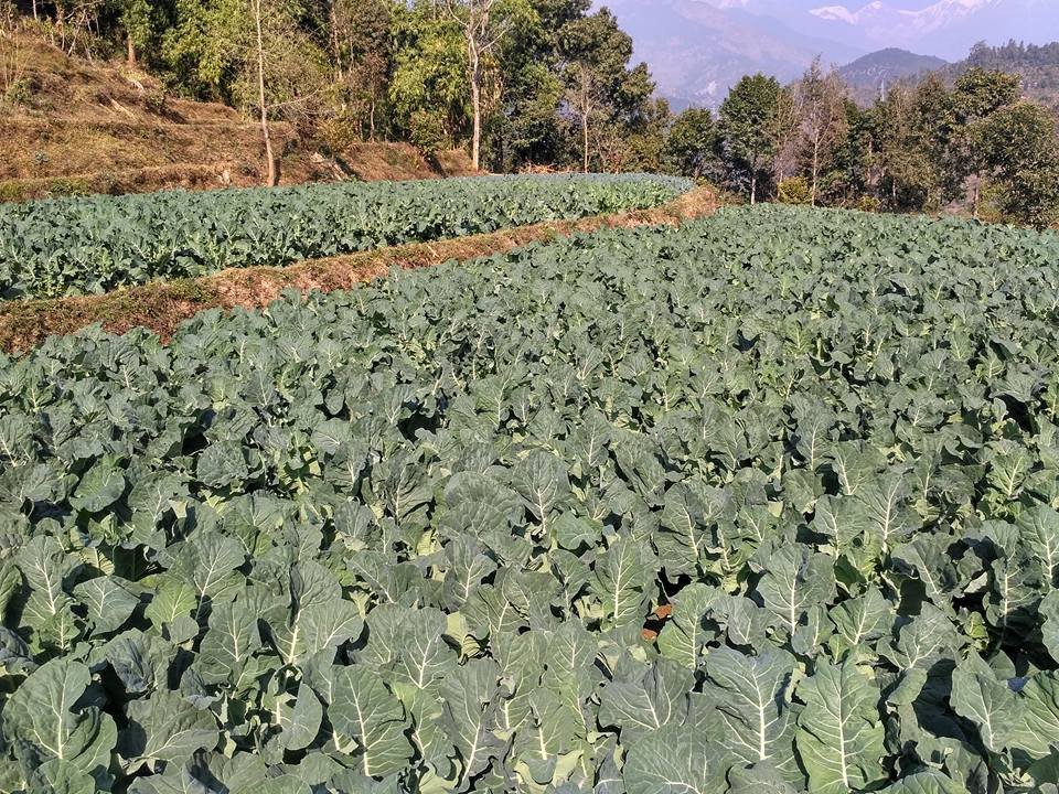 बारीमै कुहिँदै विद्यार्थीले उत्पादन गरेको तरकारी