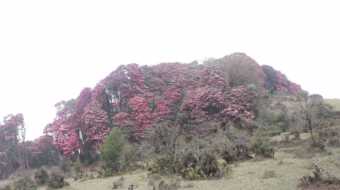 लकडाउनले सुनसान बन्यो गुराँसको राजधानी टीएमजे