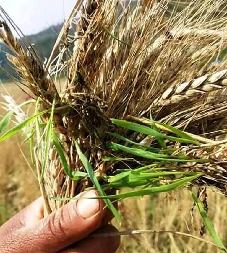 गहुँ भित्र्याउने समयमा वर्षा बाधक, भोकमरी हुने चिन्तामा कृषक