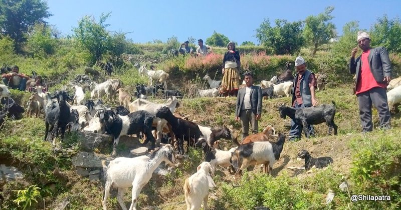 विपन्न परिवारलाई बाख्रा वितरण