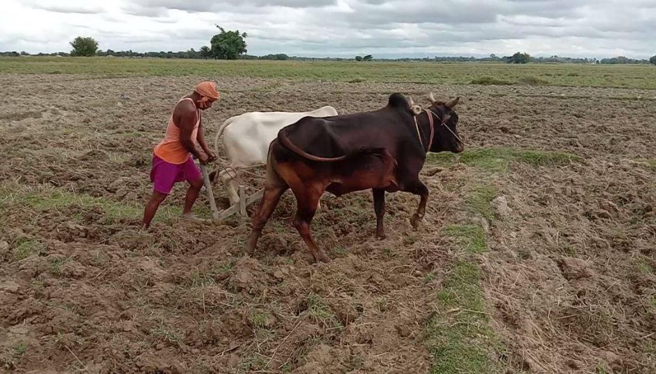 काेराेनाले रोजगारी गुमेपछि कृषिमा रमाउँदै युवा