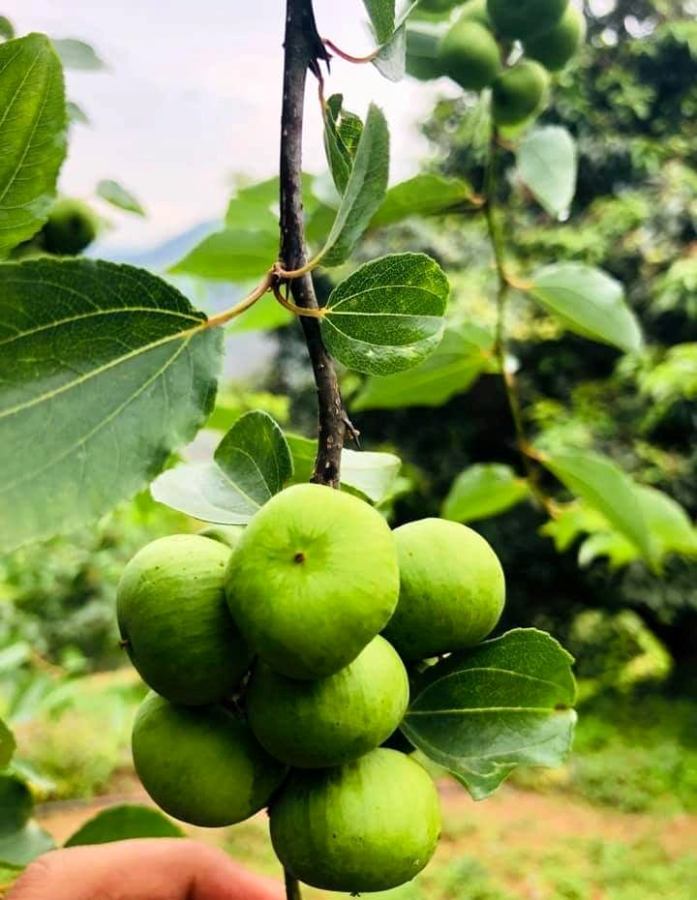 कोरोनाले बुद्धचित्तको कारोबार ठप्प, कृषक मारमा