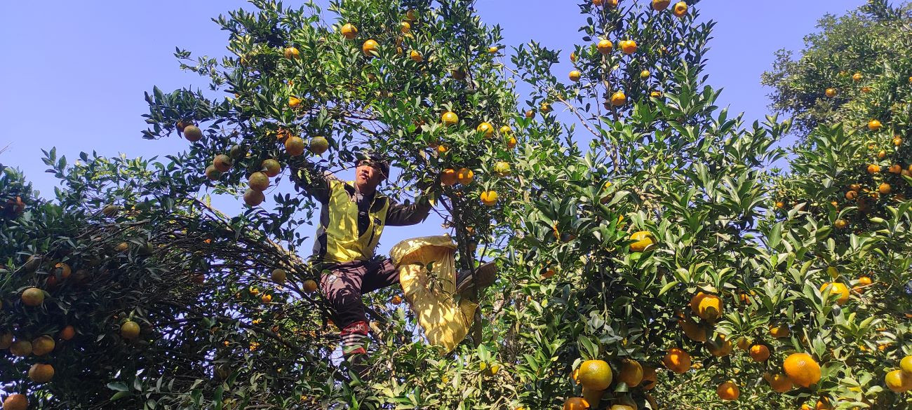 देवघाटका सुन्तला किसानलाई काठमाडौं महानगरको सहयोग