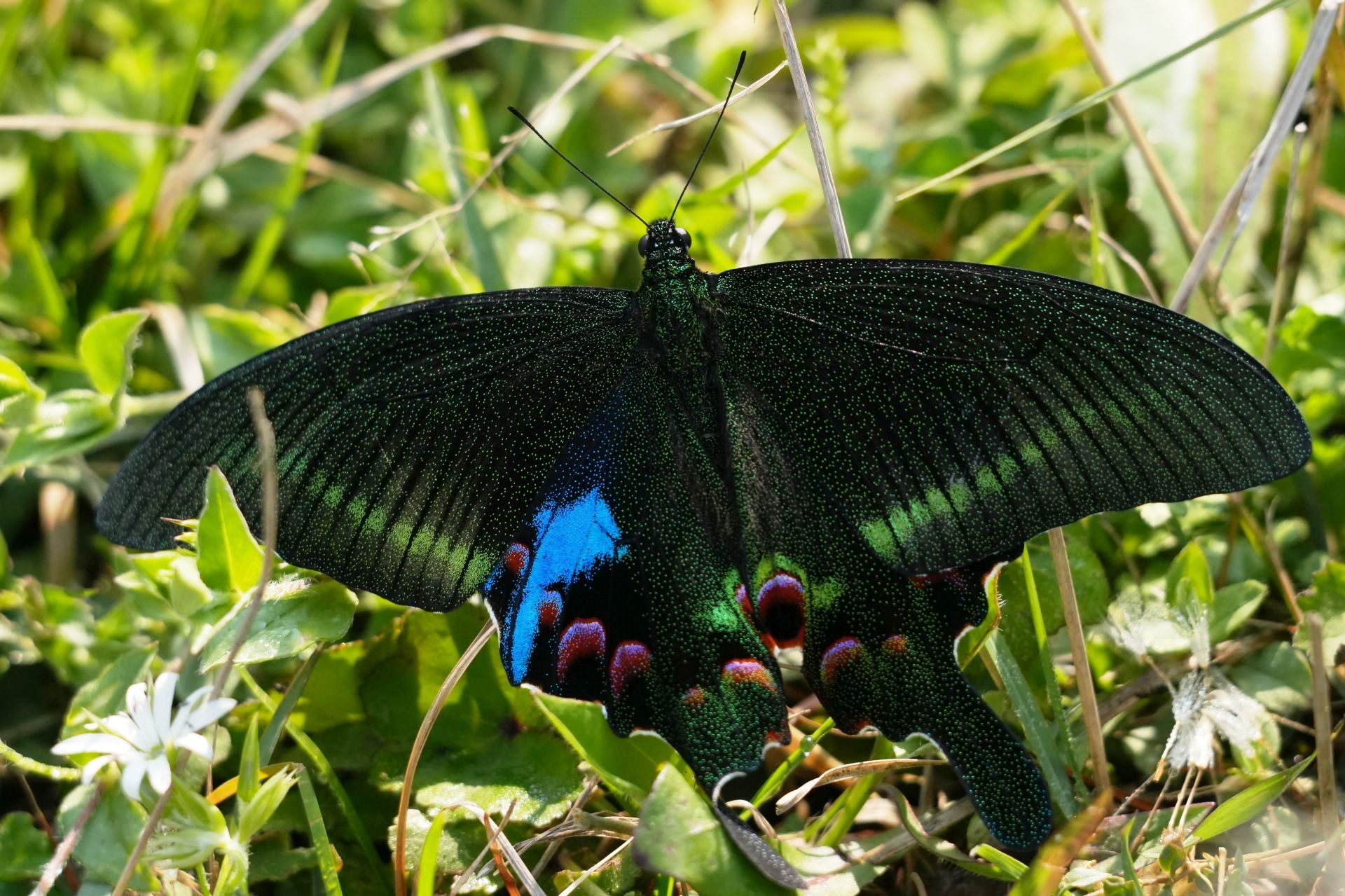 1_©Bidhan-Adhikari_BLue-Peacock-1725532336.JPG