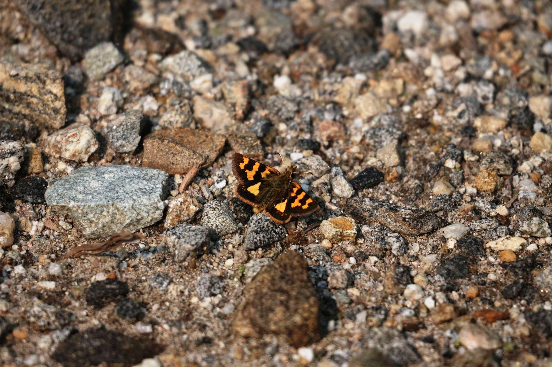 2_©Bidhan-Adhikari_Orange-&-Silver-Hopper-1725532492.jpg