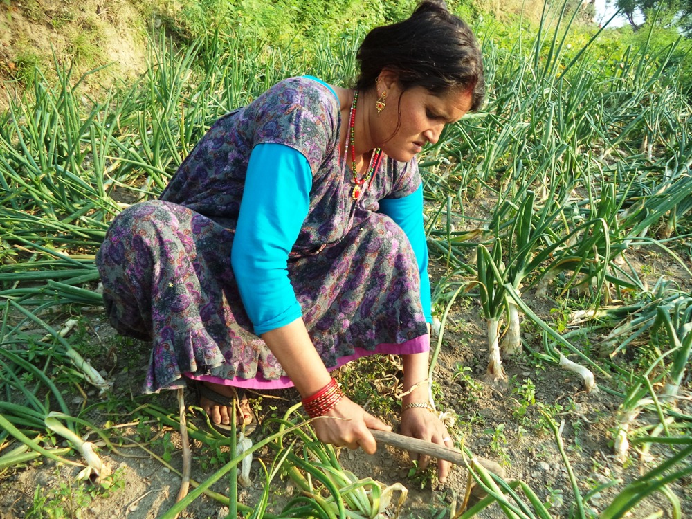 प्याजको पकेट क्षेत्रमा गाउँभरि प्याजकै गन्ध, किसान भन्छन्– न बिक्री भयो, न छाक टर्‍यो