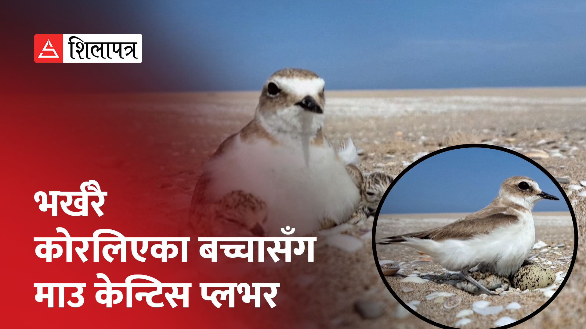 यस्तो चरा, जस‌ले नदी किनारमा मात्रै चल्ला कोरल्छ (भिडियो)