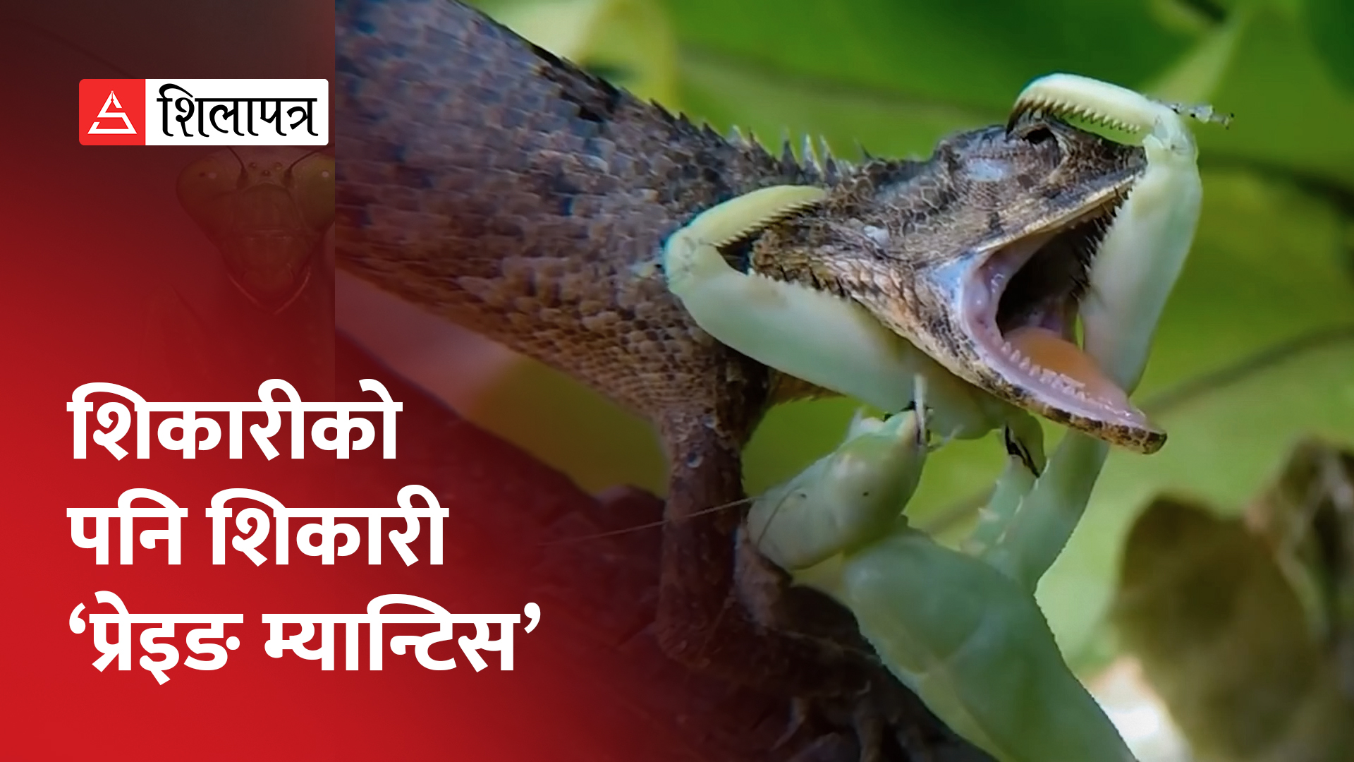 आफ्नाे शिकार गर्न आउने शिकारीलाई नै खाइदिने कीरा (भिडियाेसहित)