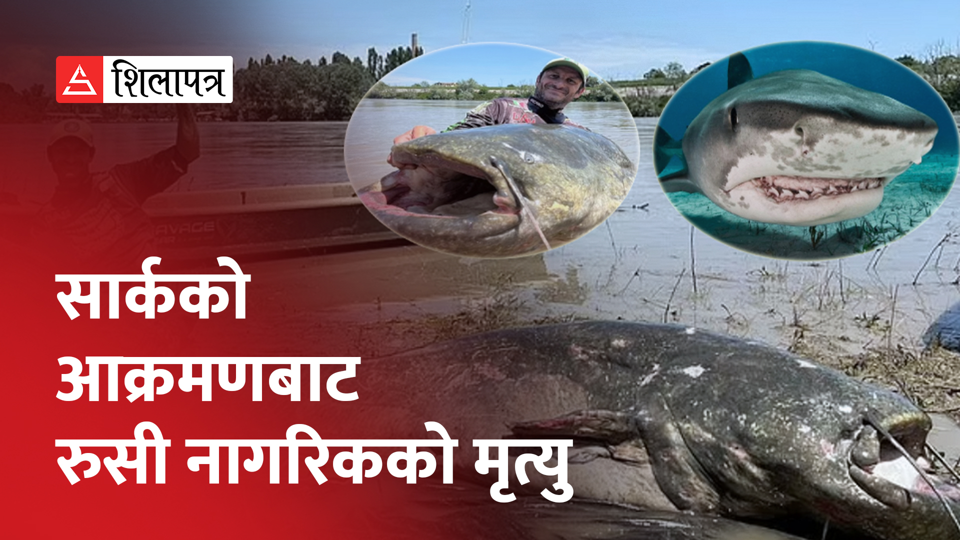 यसरी समातियो अहिलेसम्मकै ठूलो मंगुर माछा ‘क्याट फिस’ (भिडियो)