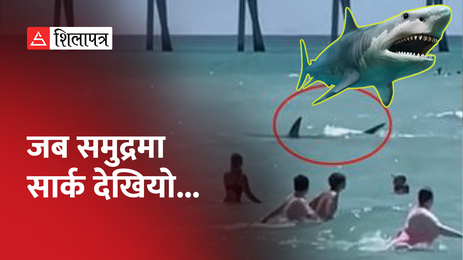 फ्लोरिडाको समुद्रमा पौडी खेलिरहँदा सार्क देखिएपछि भागाभाग (भिडियाे)
