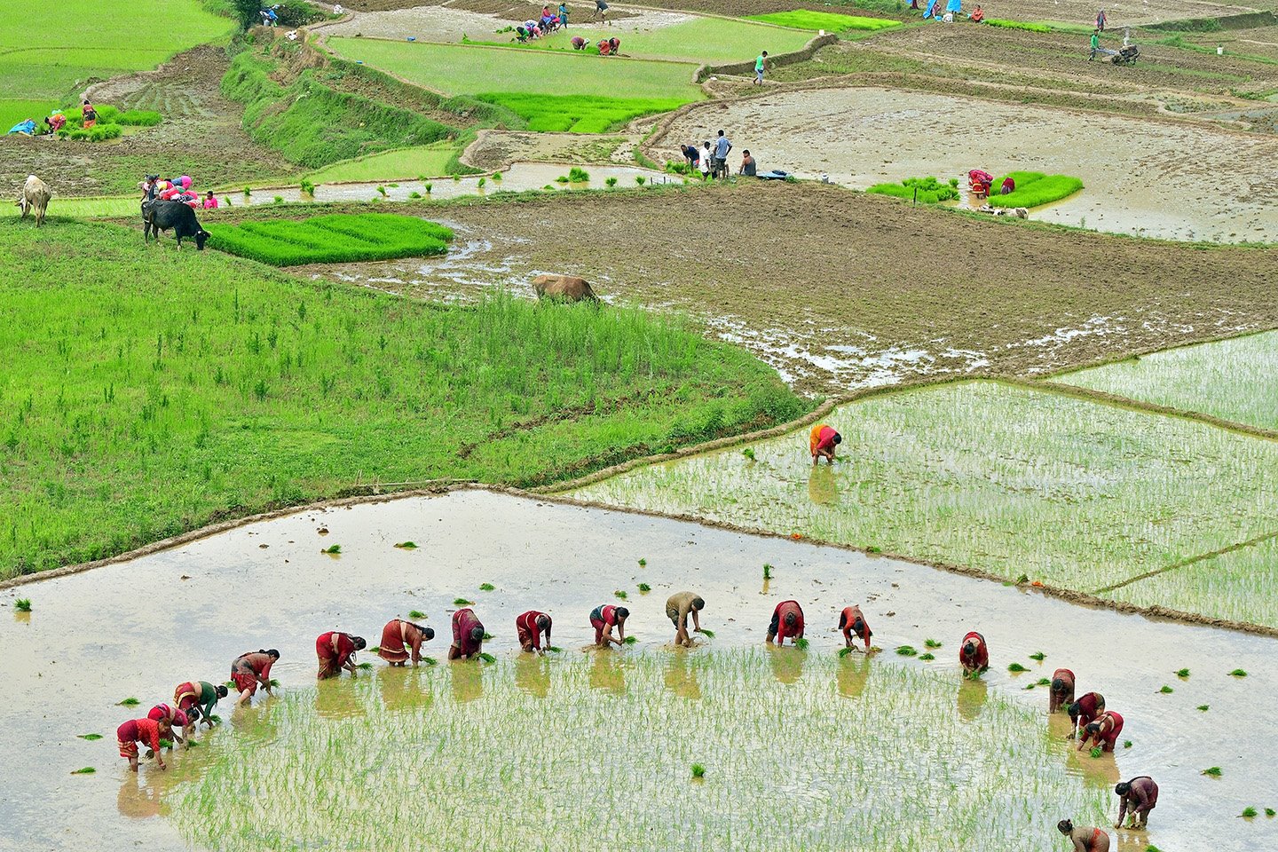 धानमा आत्मनिर्भर हुन ६ लाख मेट्रिक टन उत्पादन बढाउनु पर्ने, कस्तो छ सरकारको तयारी ?