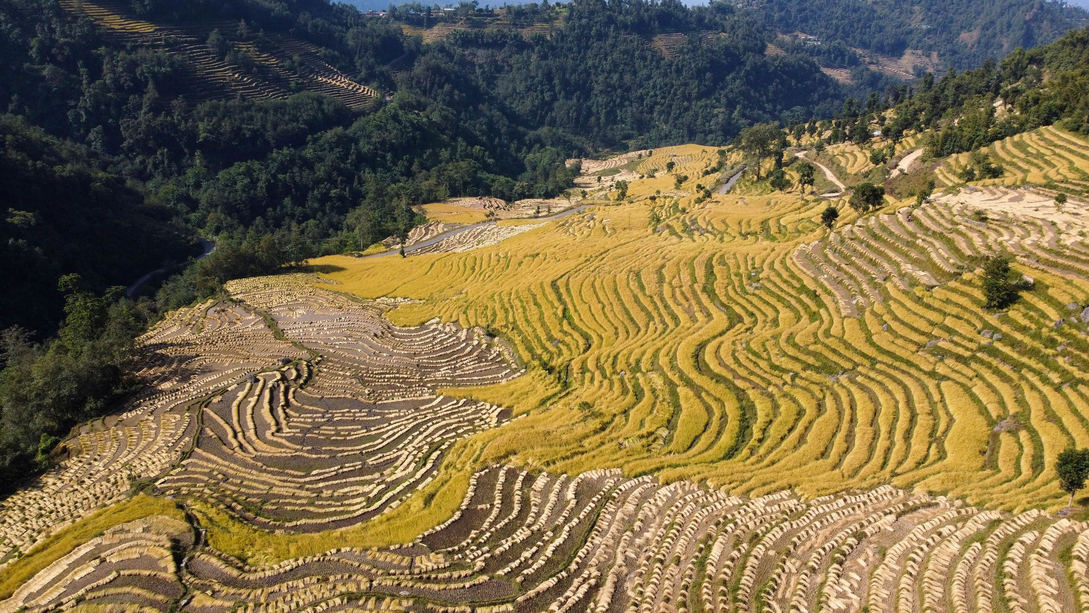 पहाडमा बर्सेनि घट्दै धान खेती  