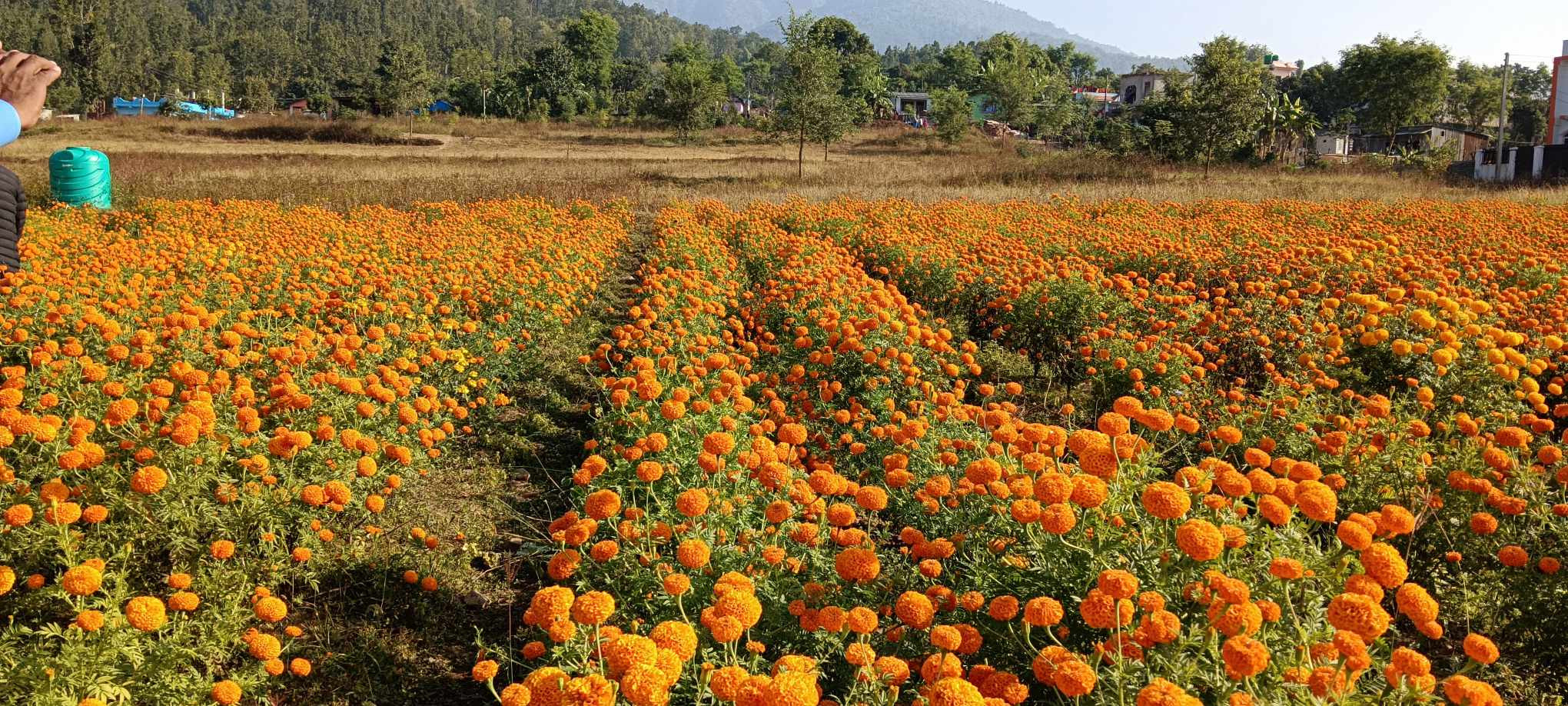 ढकमक्क फुले शहीद प्रहरी परिवारले रोपेका फूल