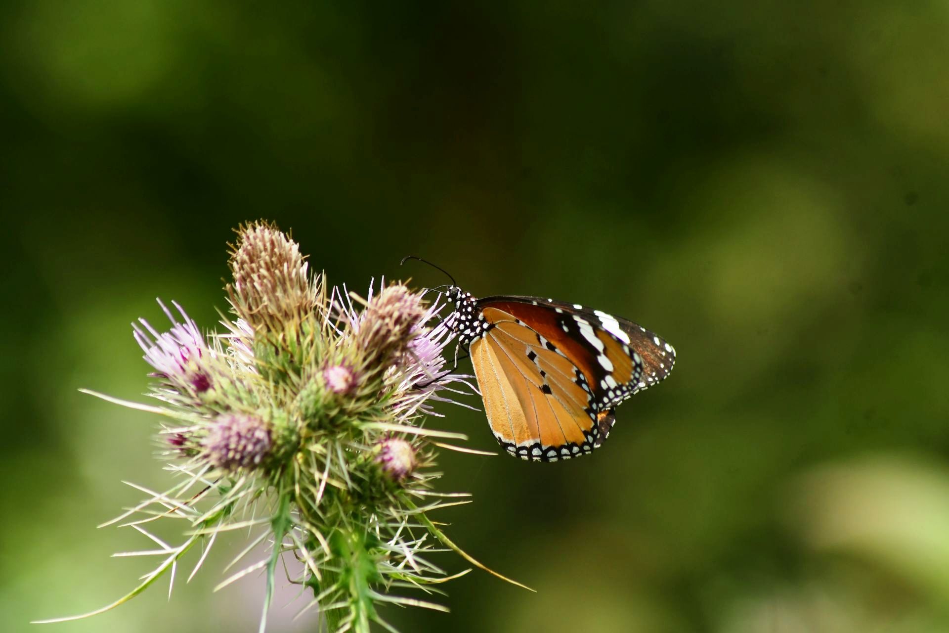 8_©sanejprasadsuwal_Plain-Tiger-(1)-1725533066.JPG