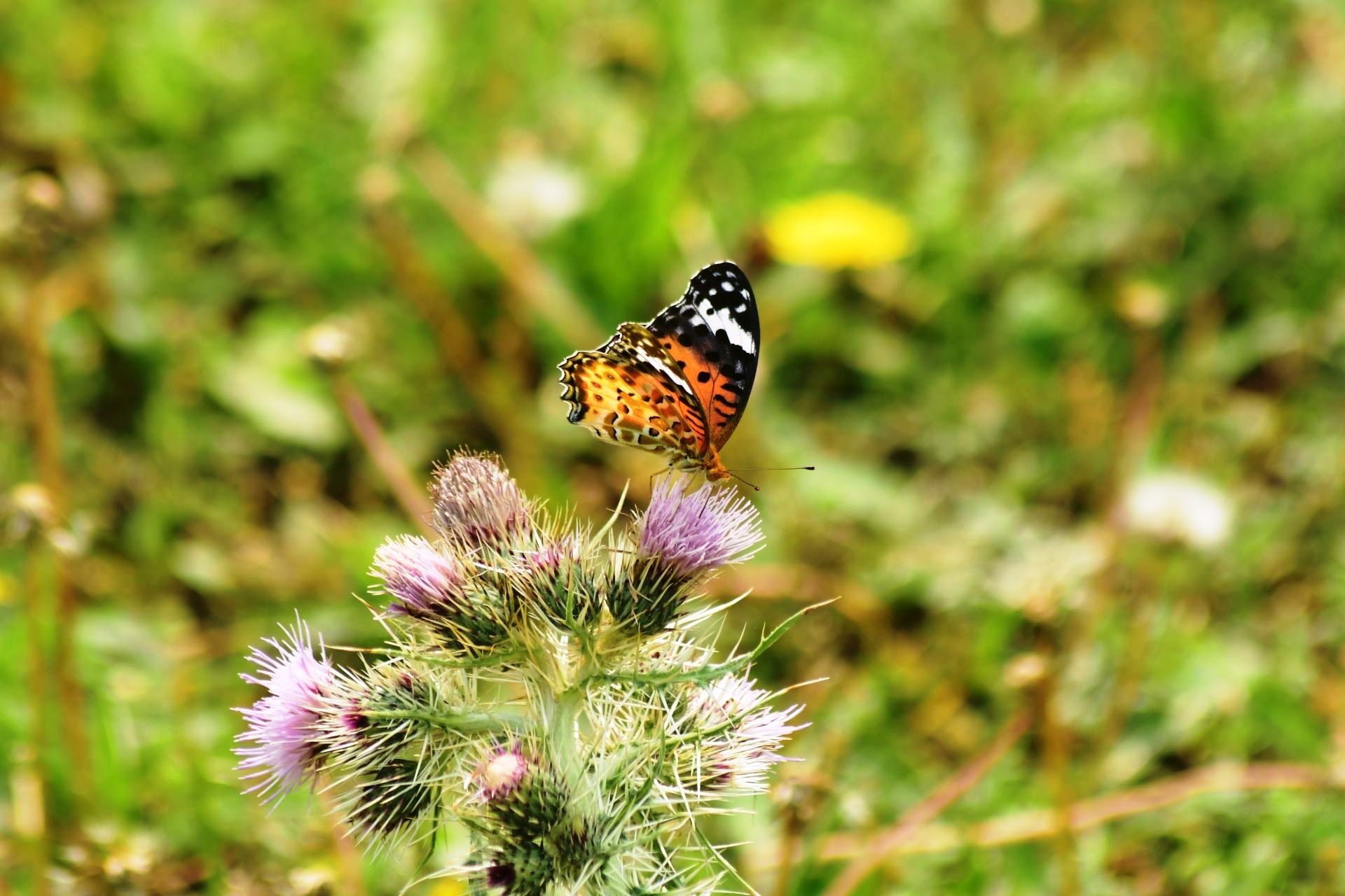 9_©sanejprasadsuwal_Indian-Fritillary-1725533082.JPG