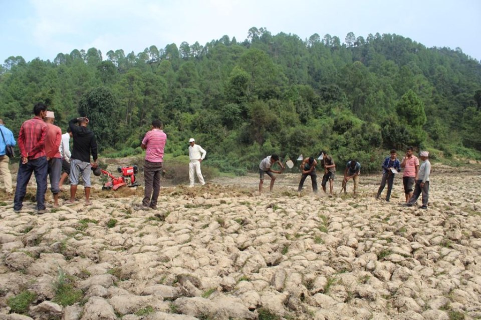 बाँझो जमिनमा भविष्य खोज्दै डडेल्धुराका युवा, टहरा बनाएर आलु खेती