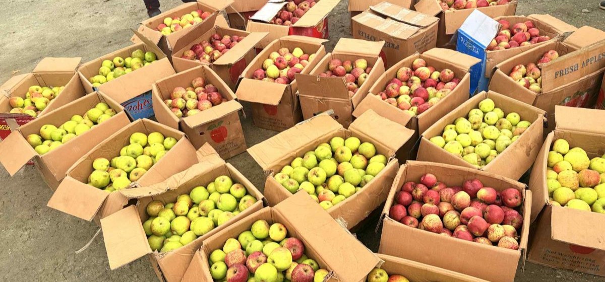 Apple-(3)-1792733838.jpg