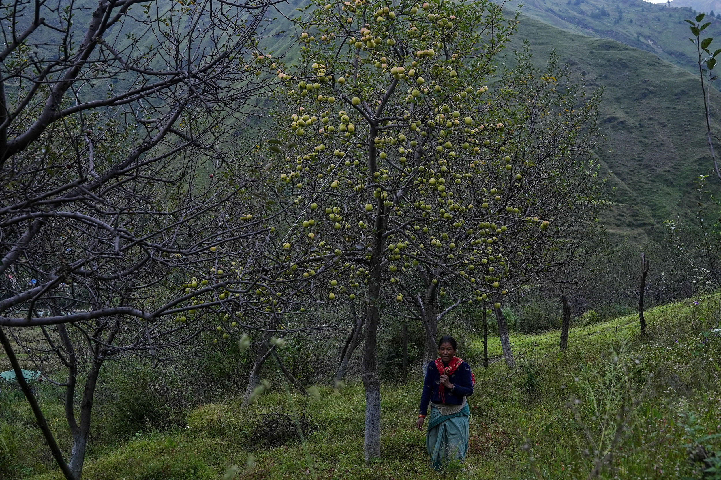 Apple_Jumla_NPL_PCT-(1)-1792217148.jpg