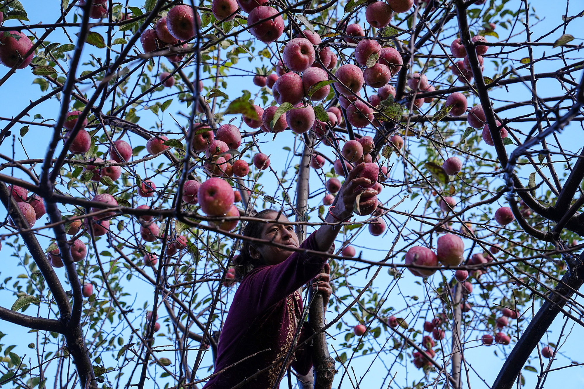 Apple_Jumla_NPL_PCT-(12)-1792217151.jpg