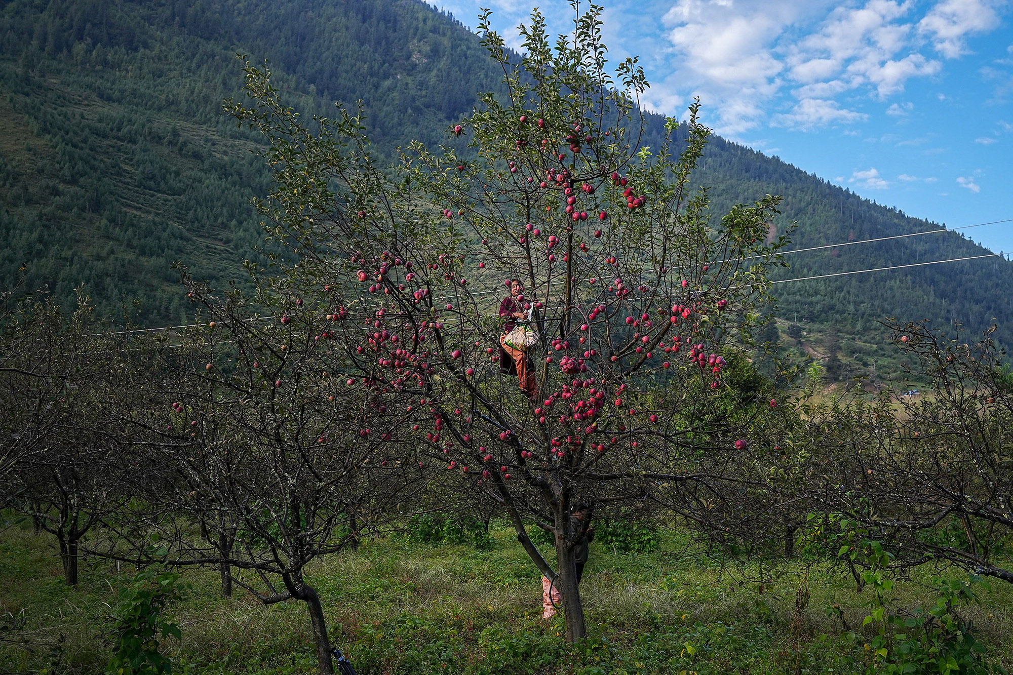 Apple_Jumla_NPL_PCT-(13)-1792217152.jpg
