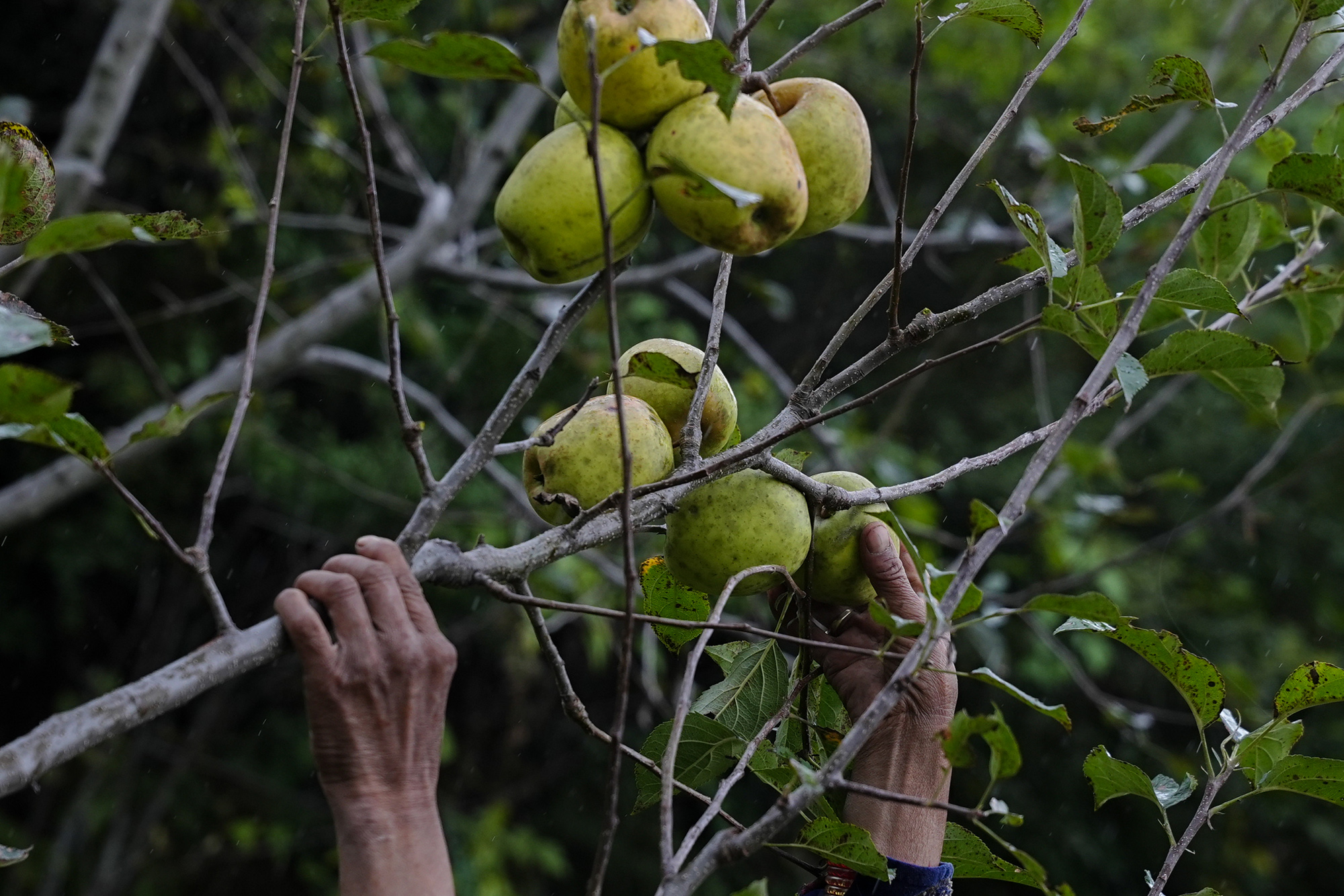 Apple_Jumla_NPL_PCT-(2)-1792217148.jpg