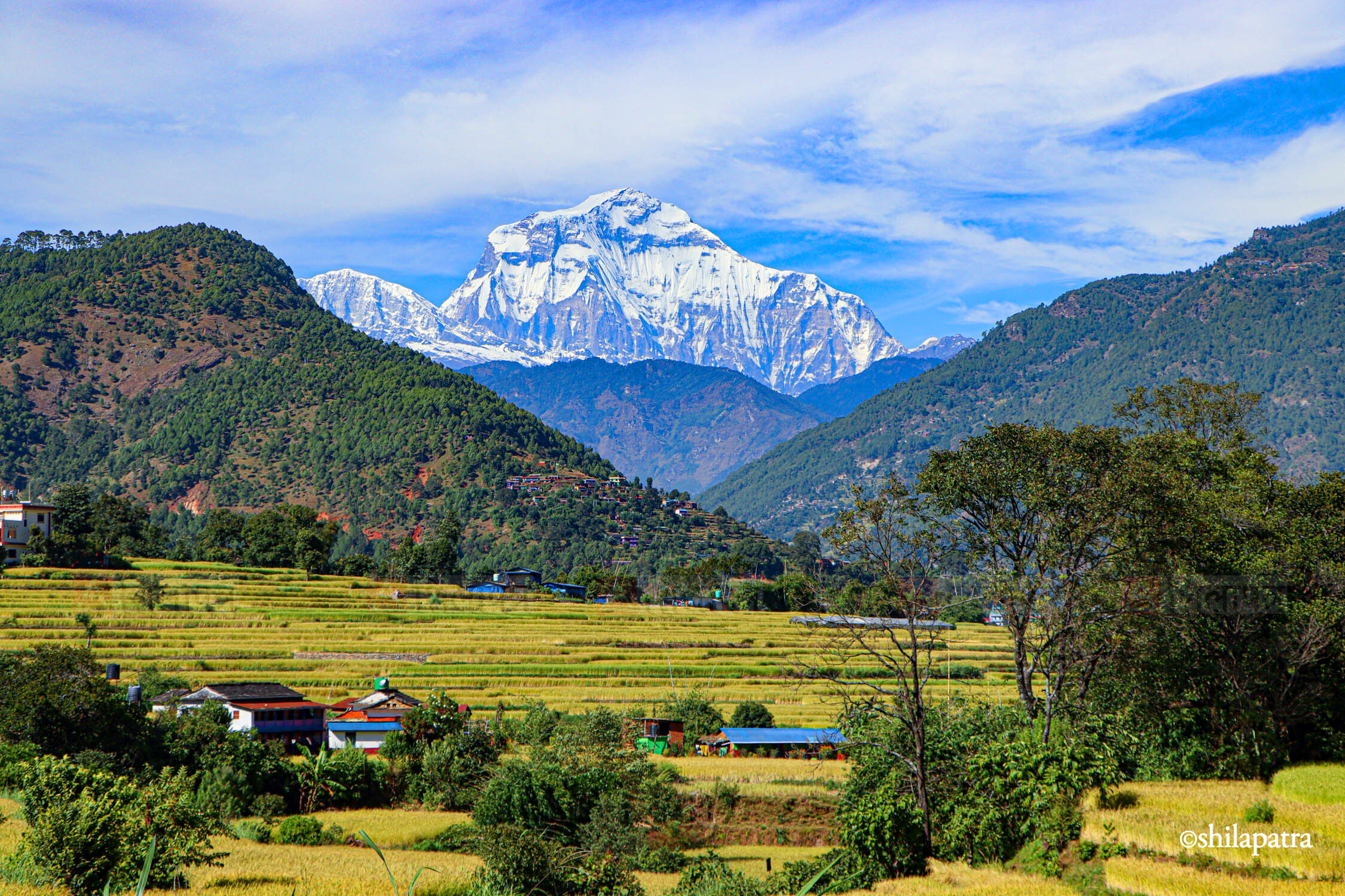 Baglung-Kudule-Dhan-Khet_NPL_Dammar-BudhaPhotos-(1)-1793256392.jpg