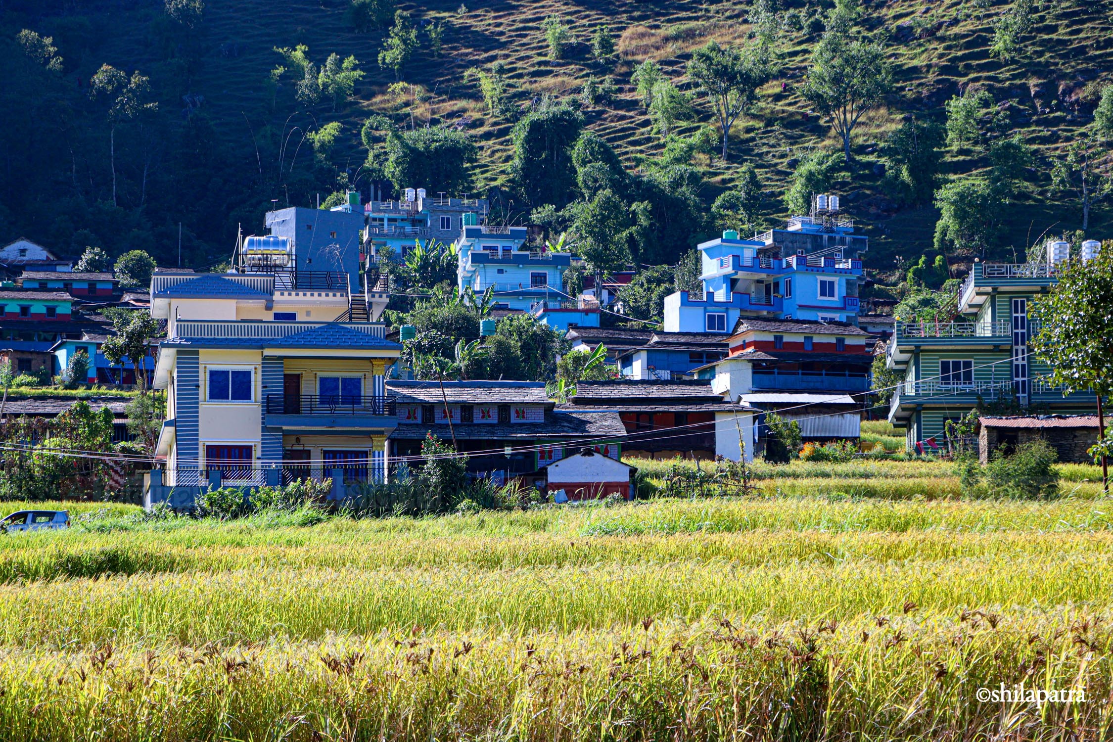 Baglung-Kudule-Dhan-Khet_NPL_Dammar-BudhaPhotos-(10)-1793256396.jpg
