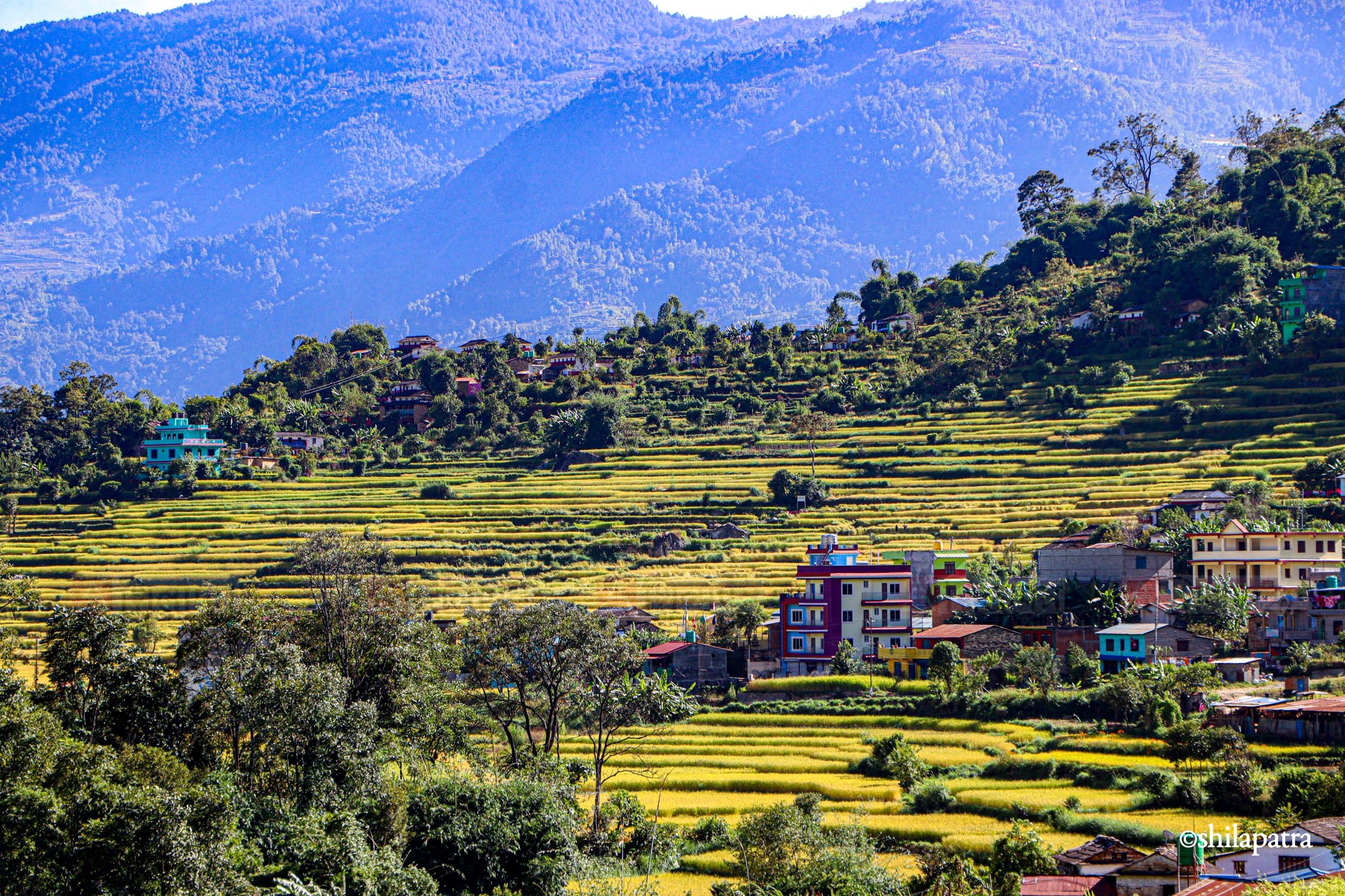 Baglung-Kudule-Dhan-Khet_NPL_Dammar-BudhaPhotos-(12)-1793256397.jpg