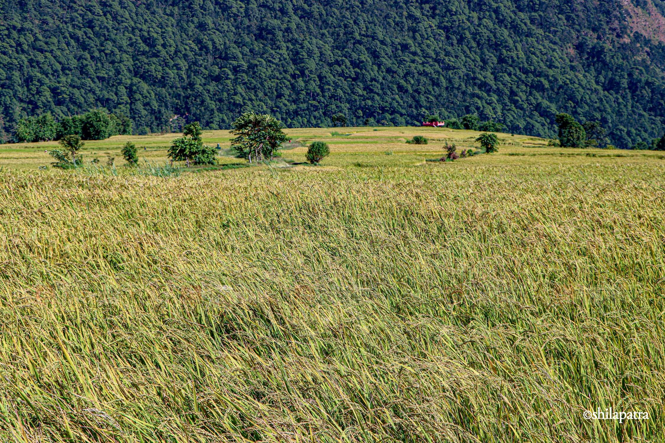 Baglung-Kudule-Dhan-Khet_NPL_Dammar-BudhaPhotos-(13)-1793256397.jpg