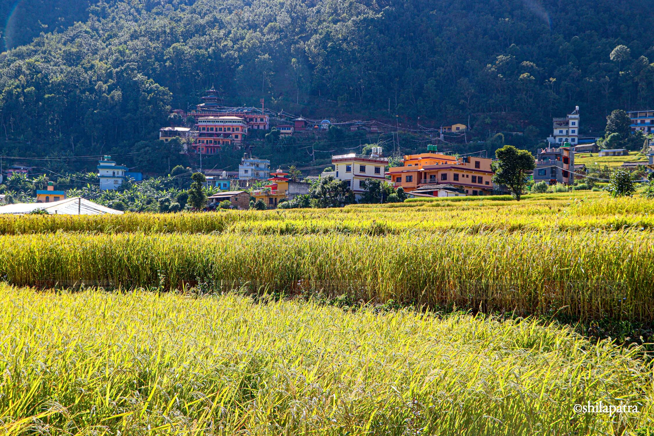 Baglung-Kudule-Dhan-Khet_NPL_Dammar-BudhaPhotos-(14)-1793256398.jpg