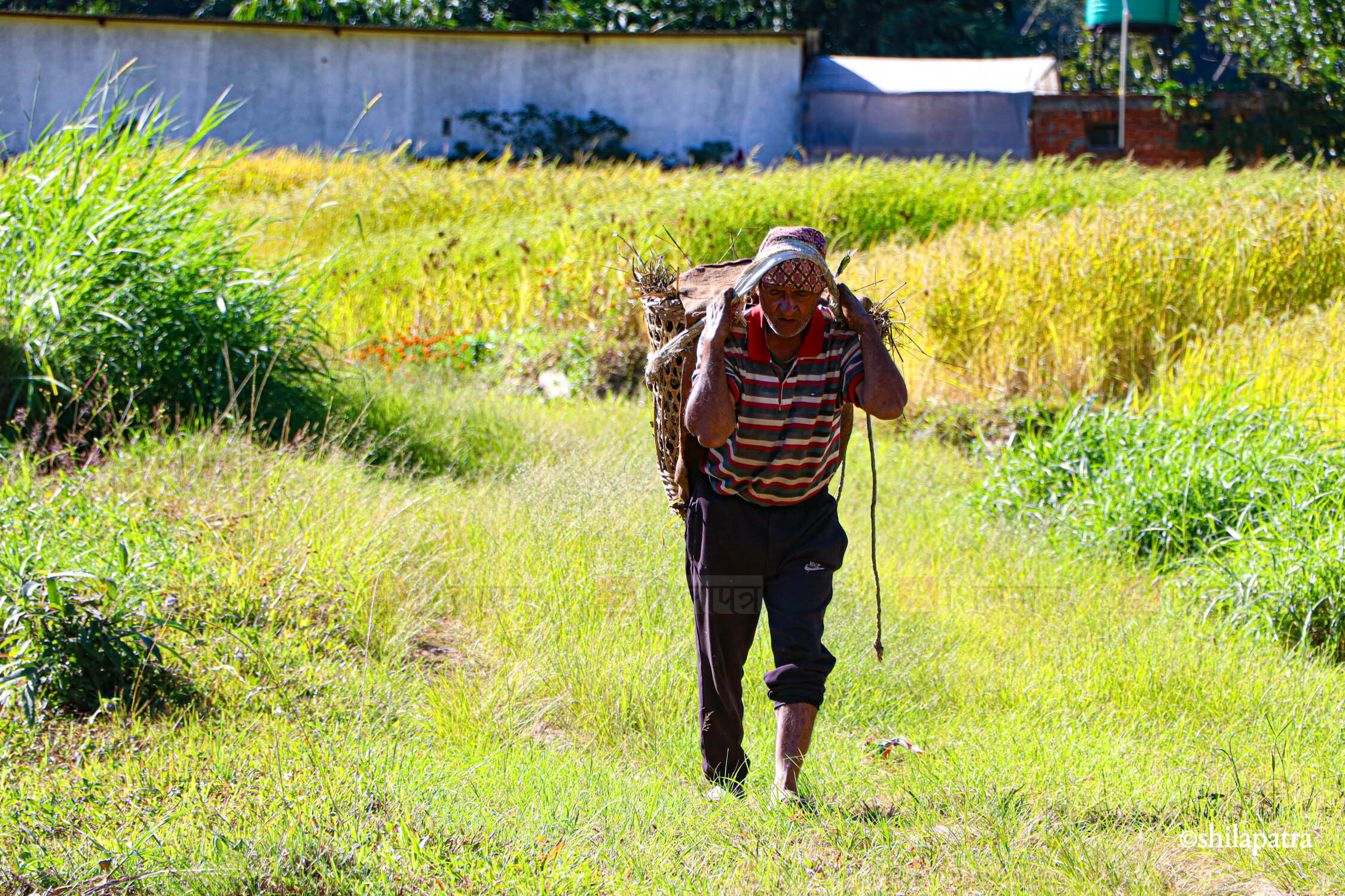 Baglung-Kudule-Dhan-Khet_NPL_Dammar-BudhaPhotos-(15)-1793256398.jpg