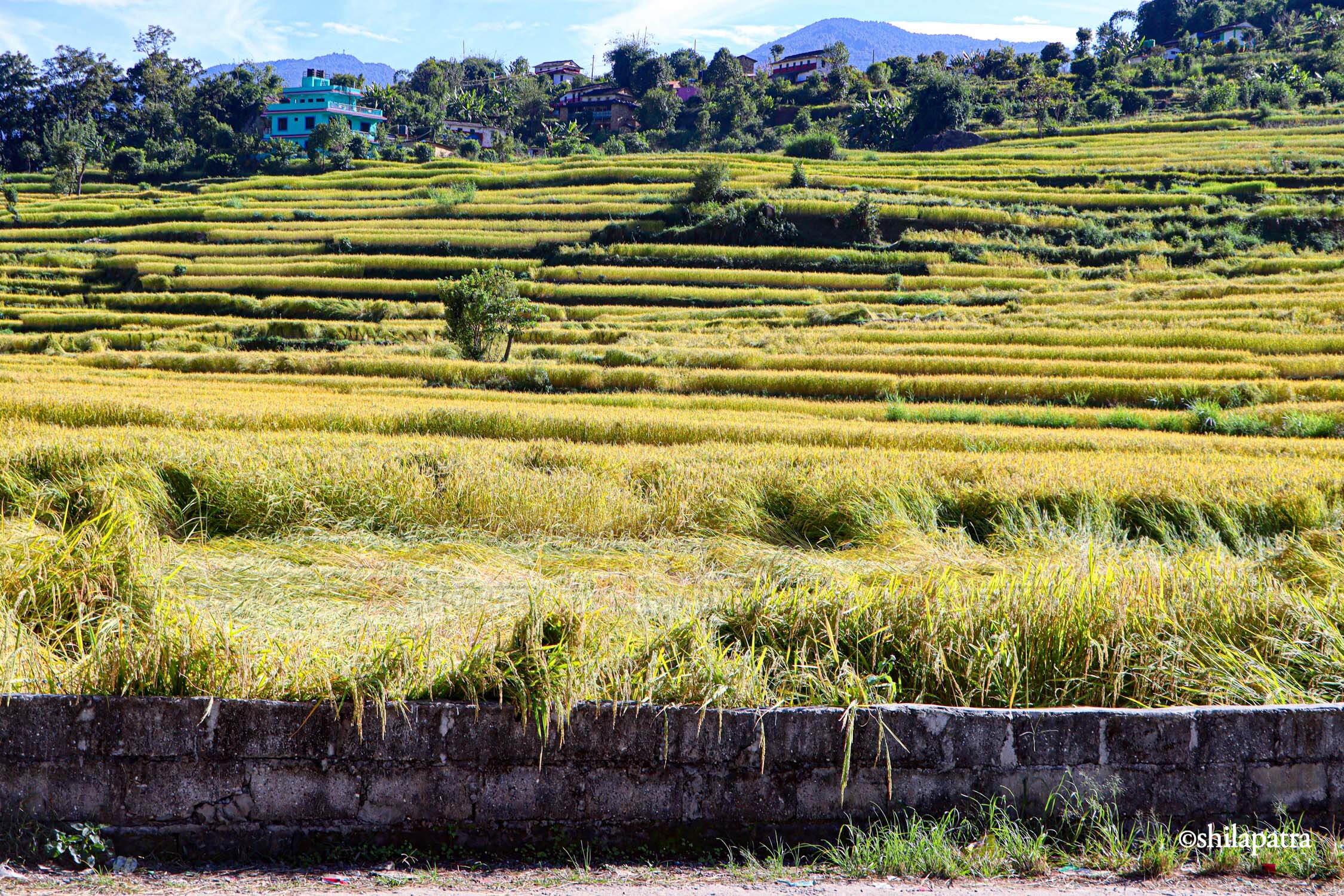 Baglung-Kudule-Dhan-Khet_NPL_Dammar-BudhaPhotos-(16)-1793256399.jpg