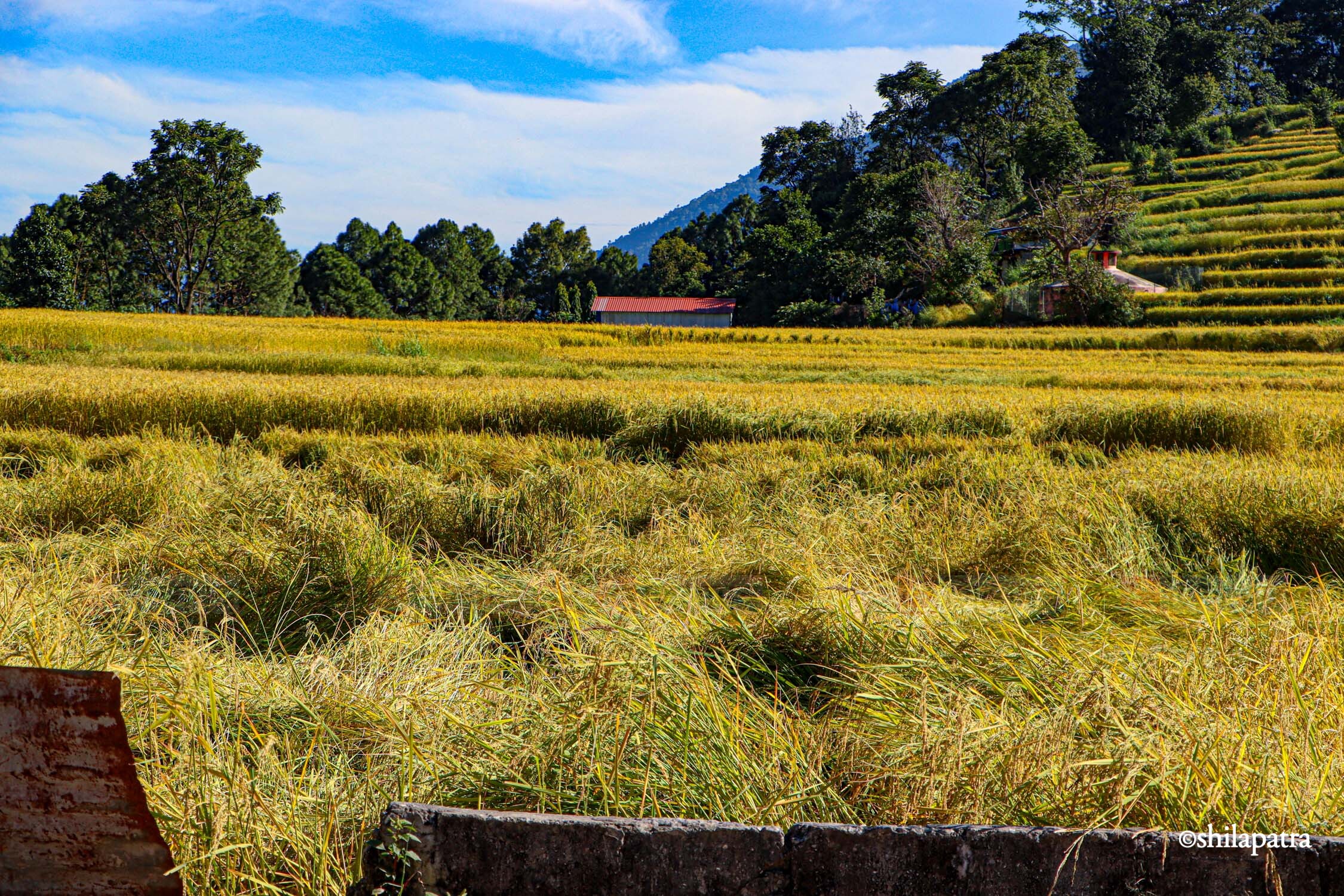 Baglung-Kudule-Dhan-Khet_NPL_Dammar-BudhaPhotos-(17)-1793256399.jpg