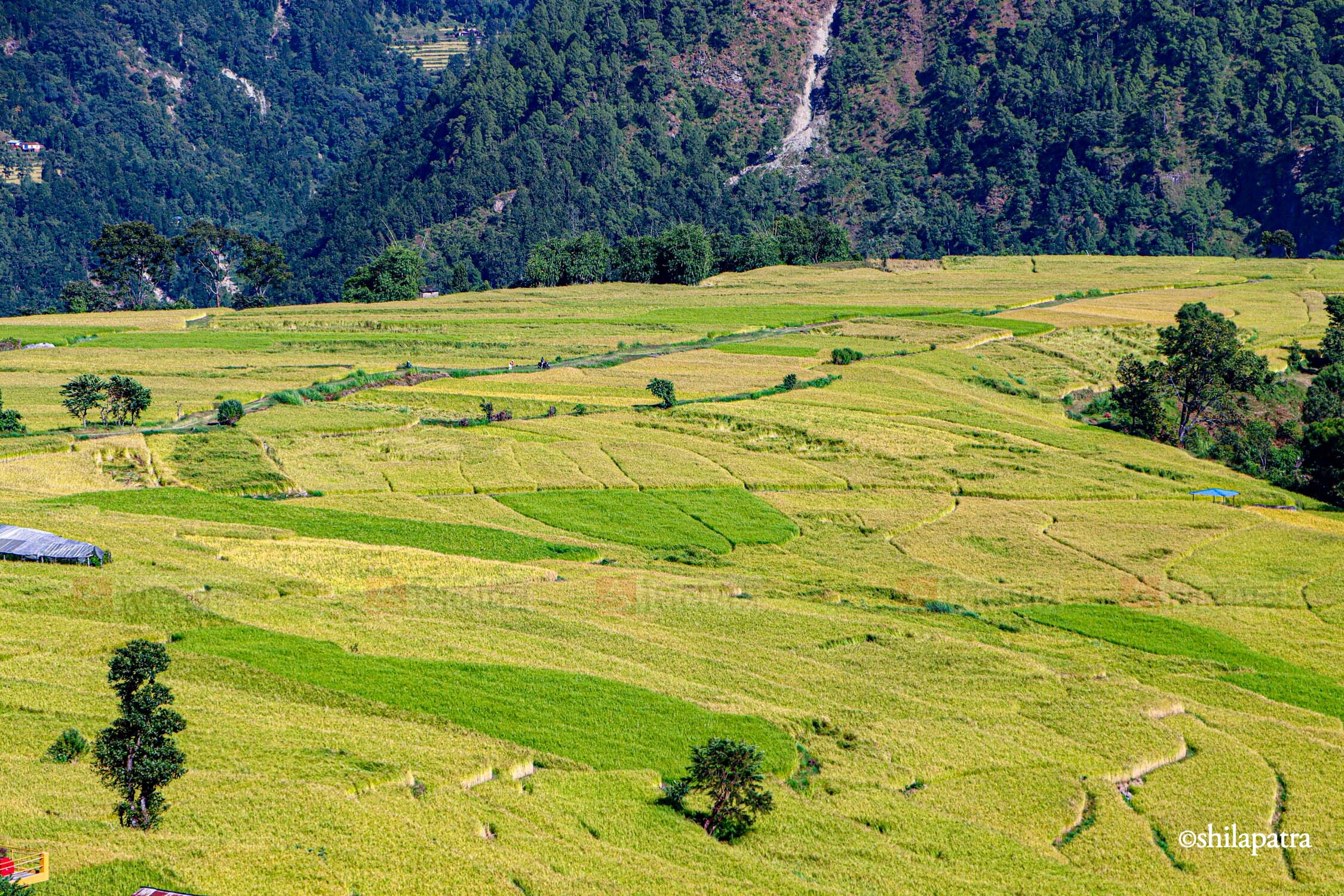 Baglung-Kudule-Dhan-Khet_NPL_Dammar-BudhaPhotos-(3)-1793256392.jpg