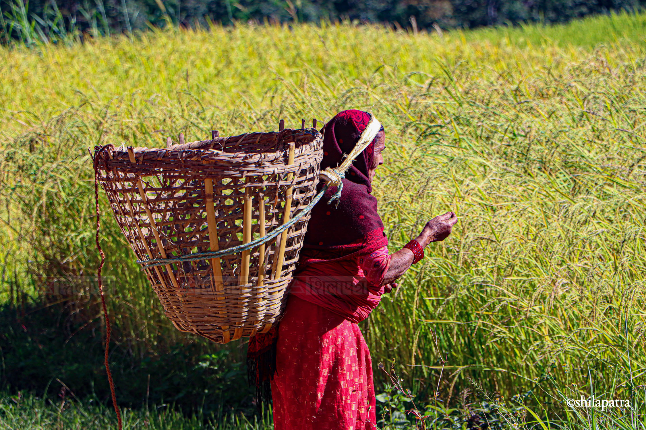 Baglung-Kudule-Dhan-Khet_NPL_Dammar-BudhaPhotos-(4)-1793256393.jpg