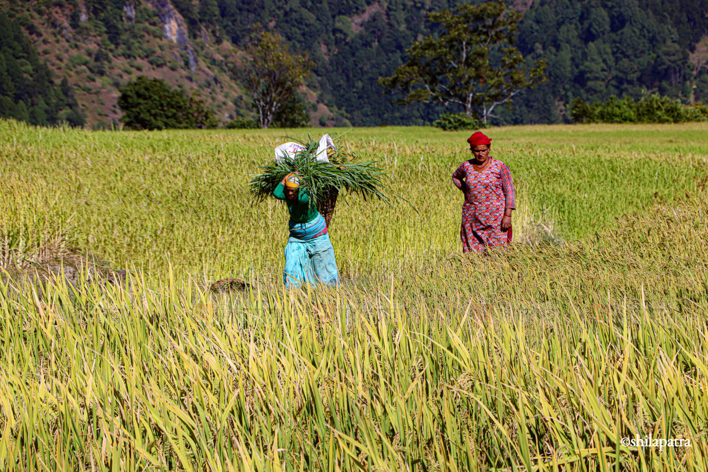 Baglung-Kudule-Dhan-Khet_NPL_Dammar-BudhaPhotos-(6)-1793256394.jpg
