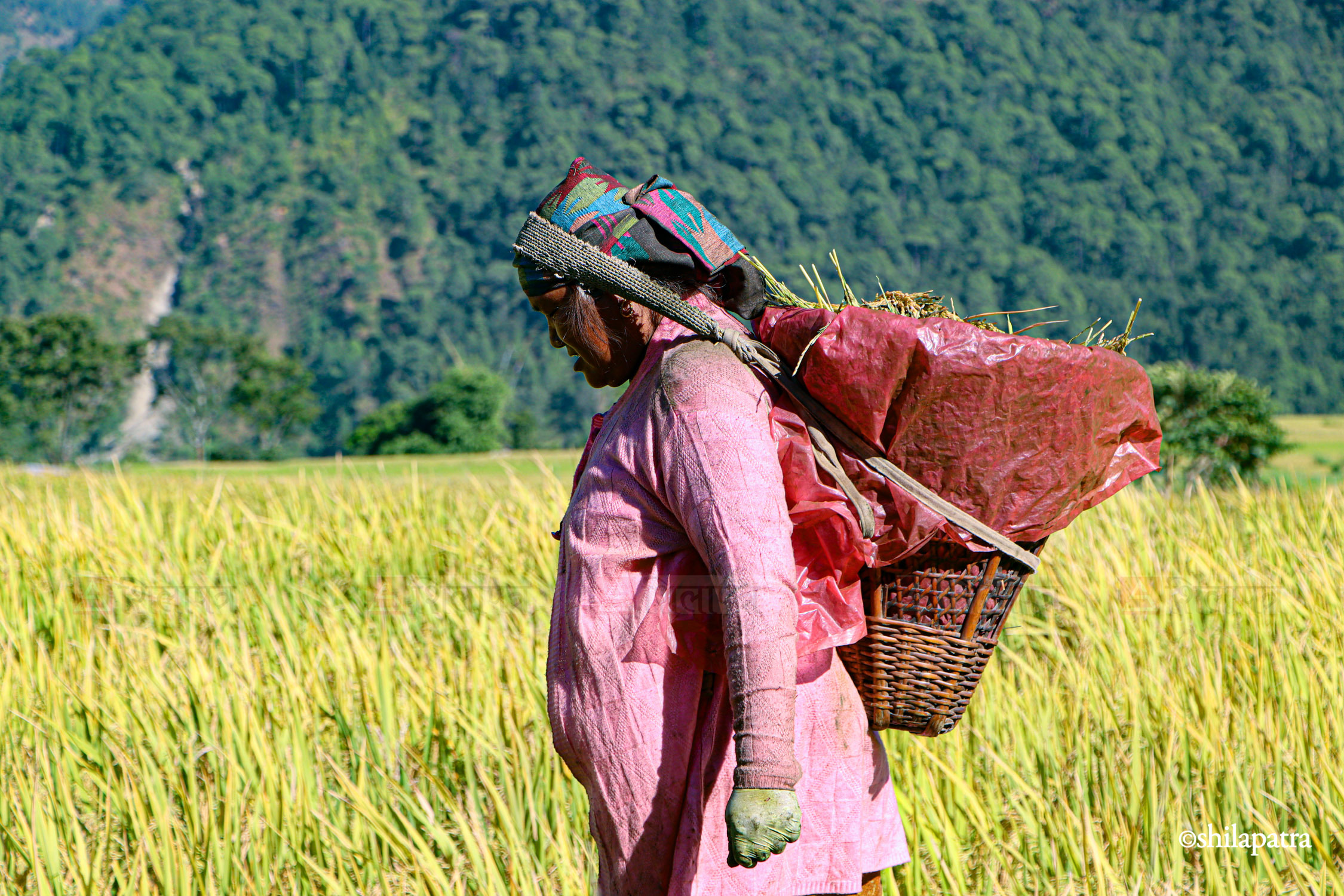 Baglung-Kudule-Dhan-Khet_NPL_Dammar-BudhaPhotos-(7)-1793256395.jpg