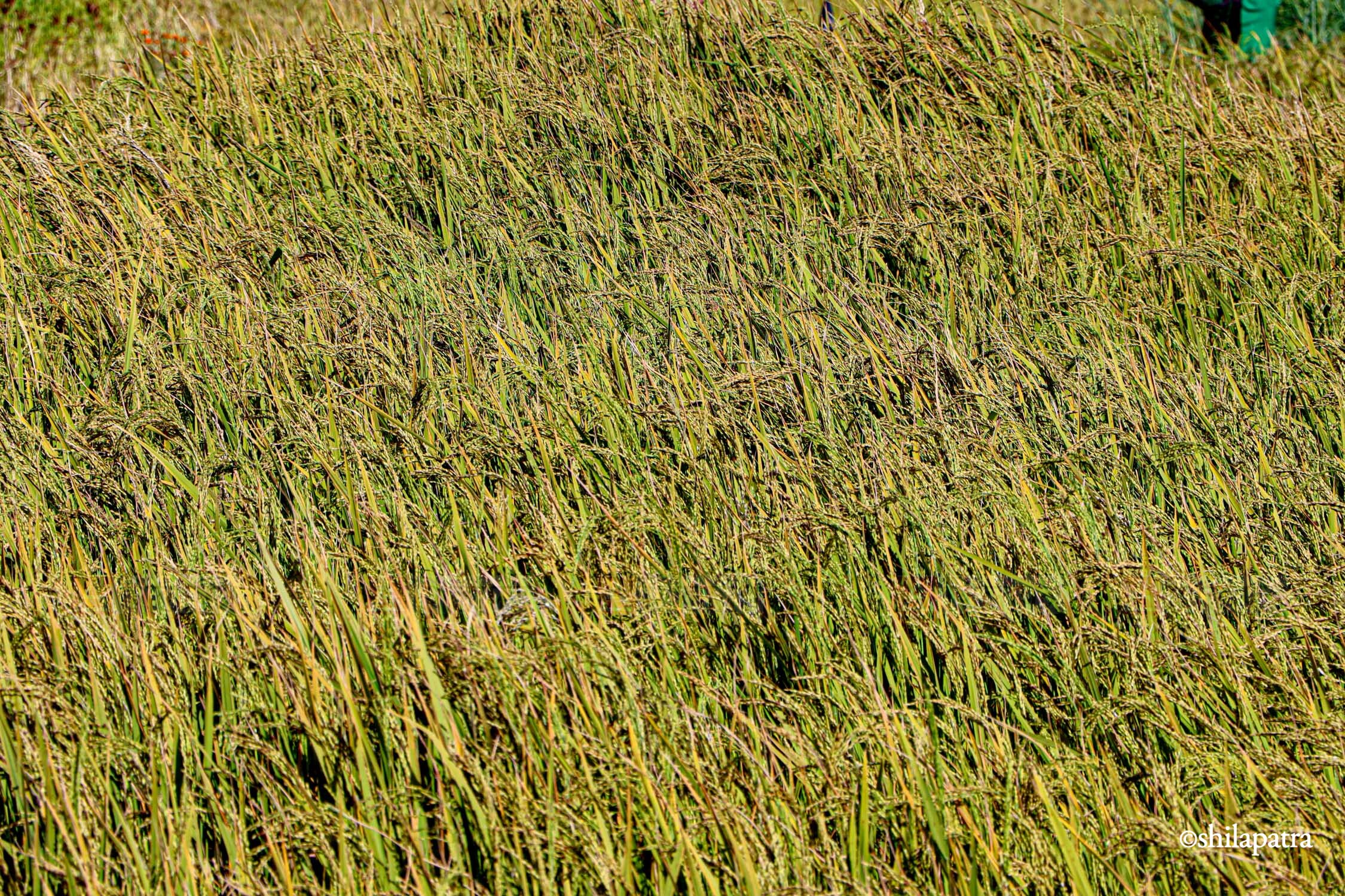 Baglung-Kudule-Dhan-Khet_NPL_Dammar-BudhaPhotos-(8)-1793256395.jpg