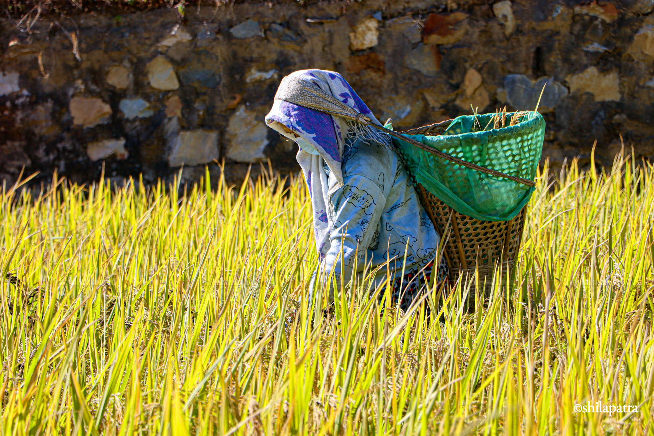 Baglung-Kudule-Dhan-Khet_NPL_Dammar-BudhaPhotos-(9)-1793256396.jpg