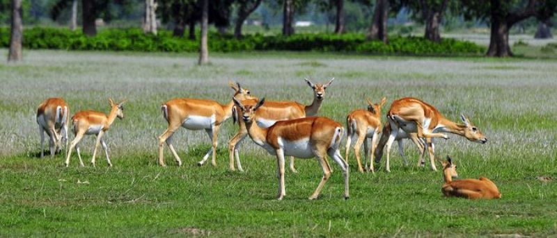घाइते तथा टुहुरा वन्यजन्तु आरक्षण केन्द्र स्थापना