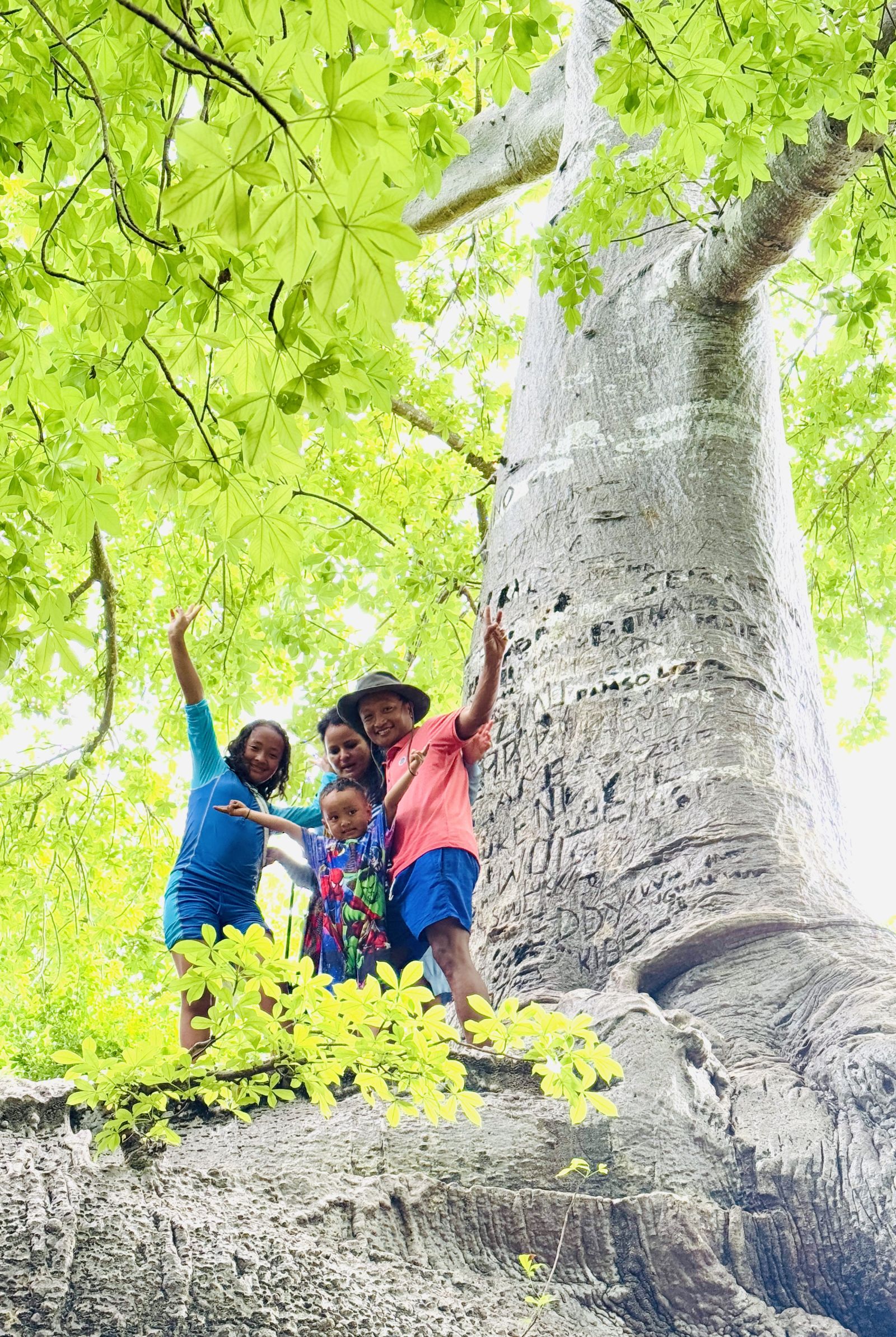 Baobab-tree-1739534498.jpg