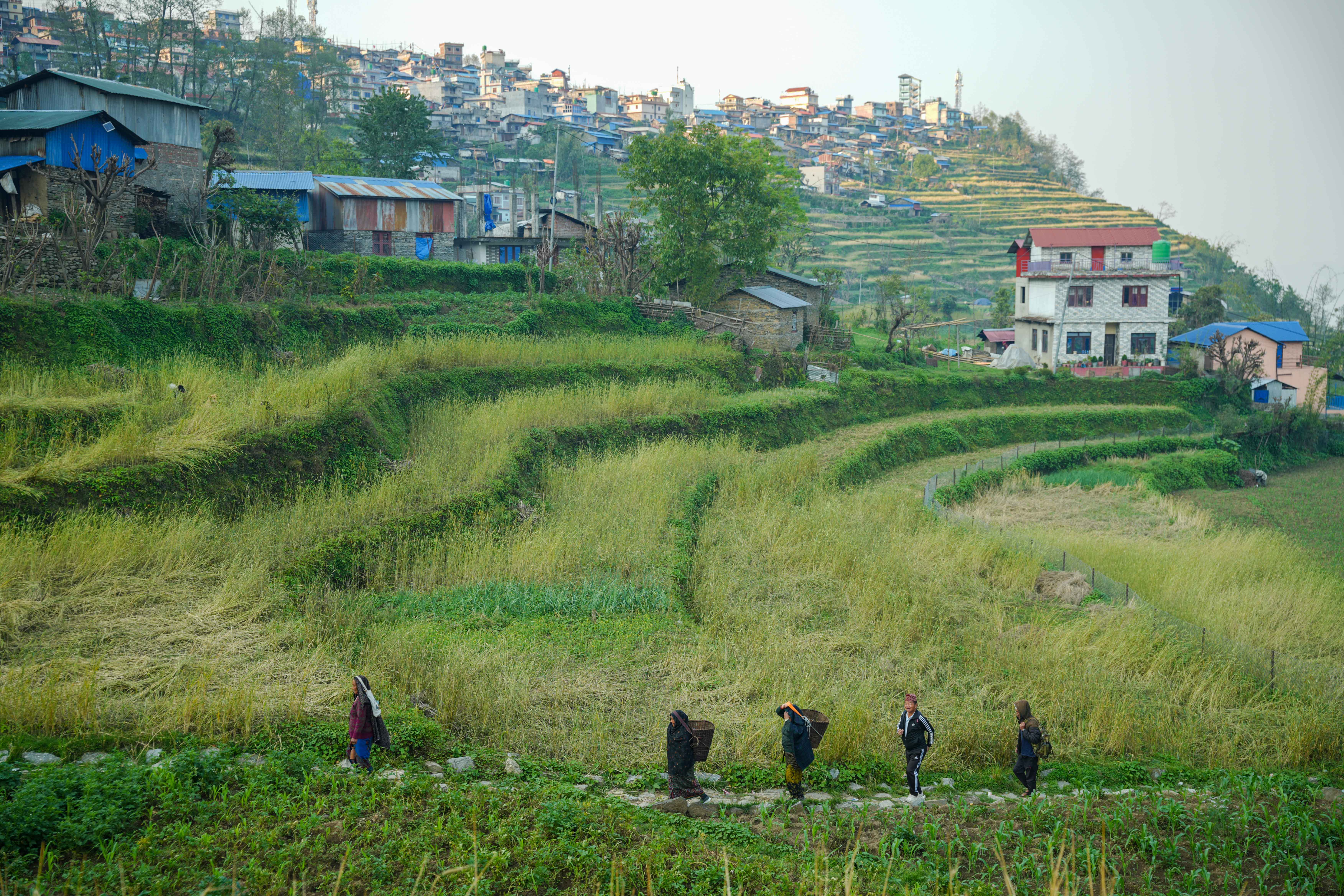 Barpak_Gorkha_DSC06710-1778904305.jpg