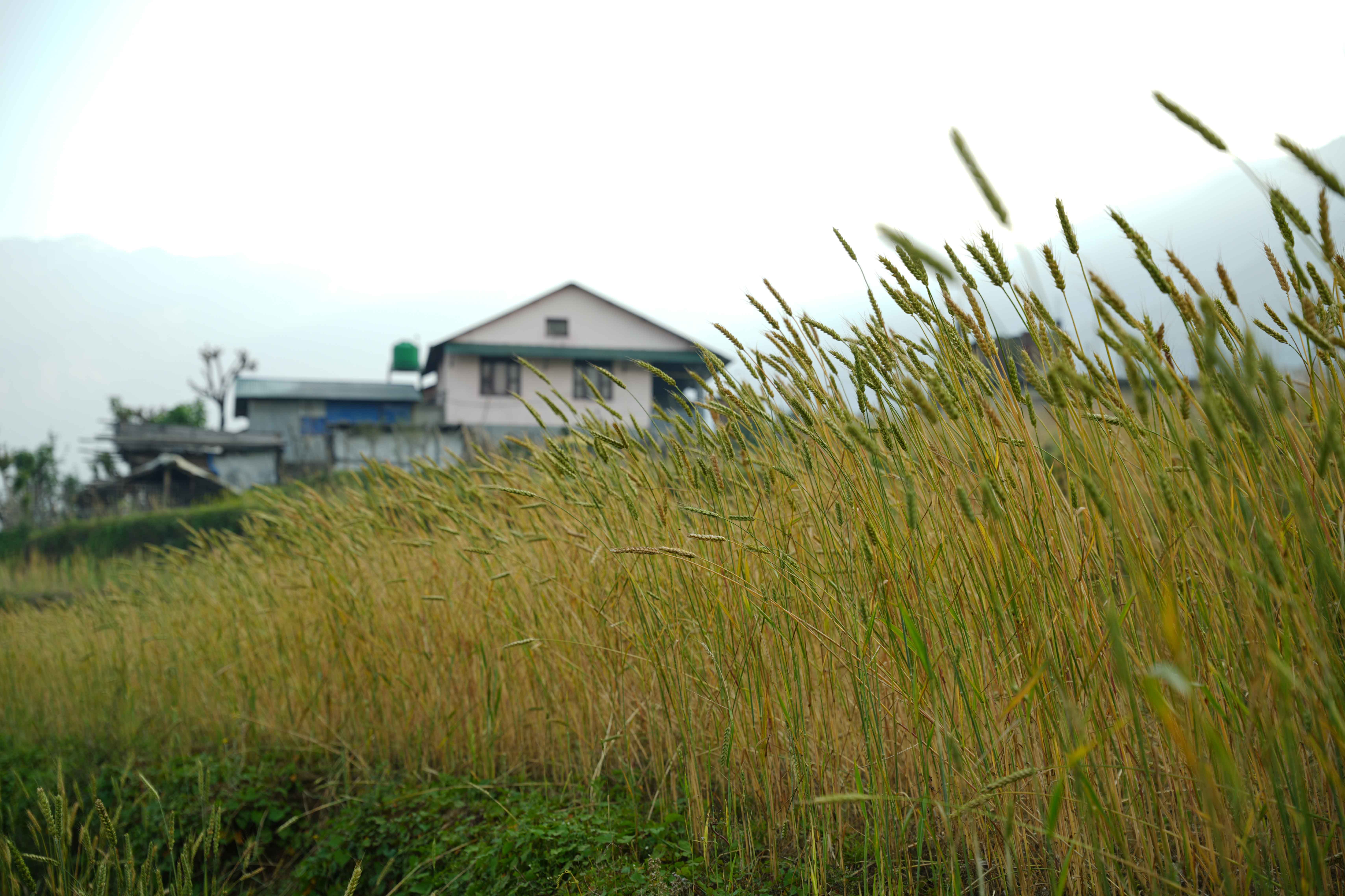 Barpak_Gorkha_DSC06719-1778904305.jpg